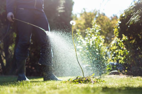 Lawn Weed Control Service