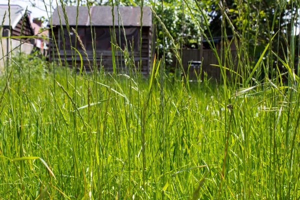 Overgrown Lawn Trimming in Melbourne