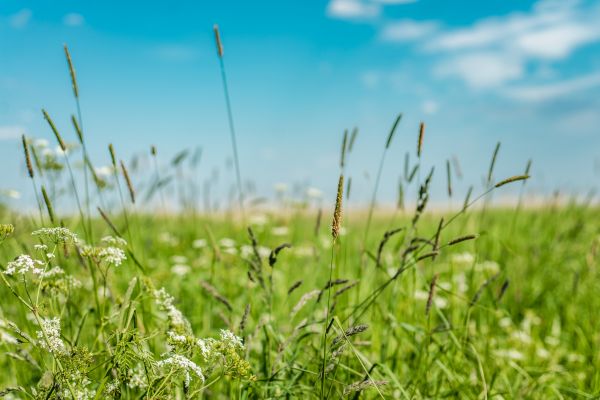 High Grass Trimming in Melbourne