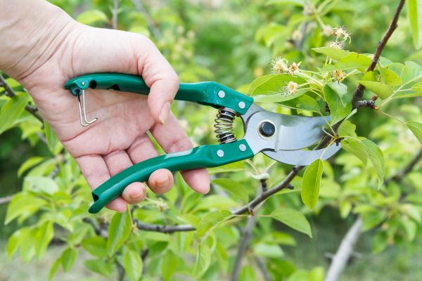 Leaf Pruning